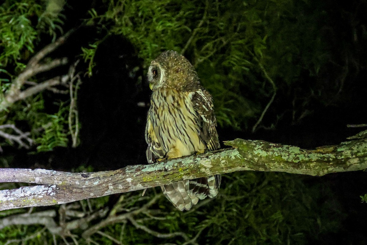 Mottled Owl - ML642519059
