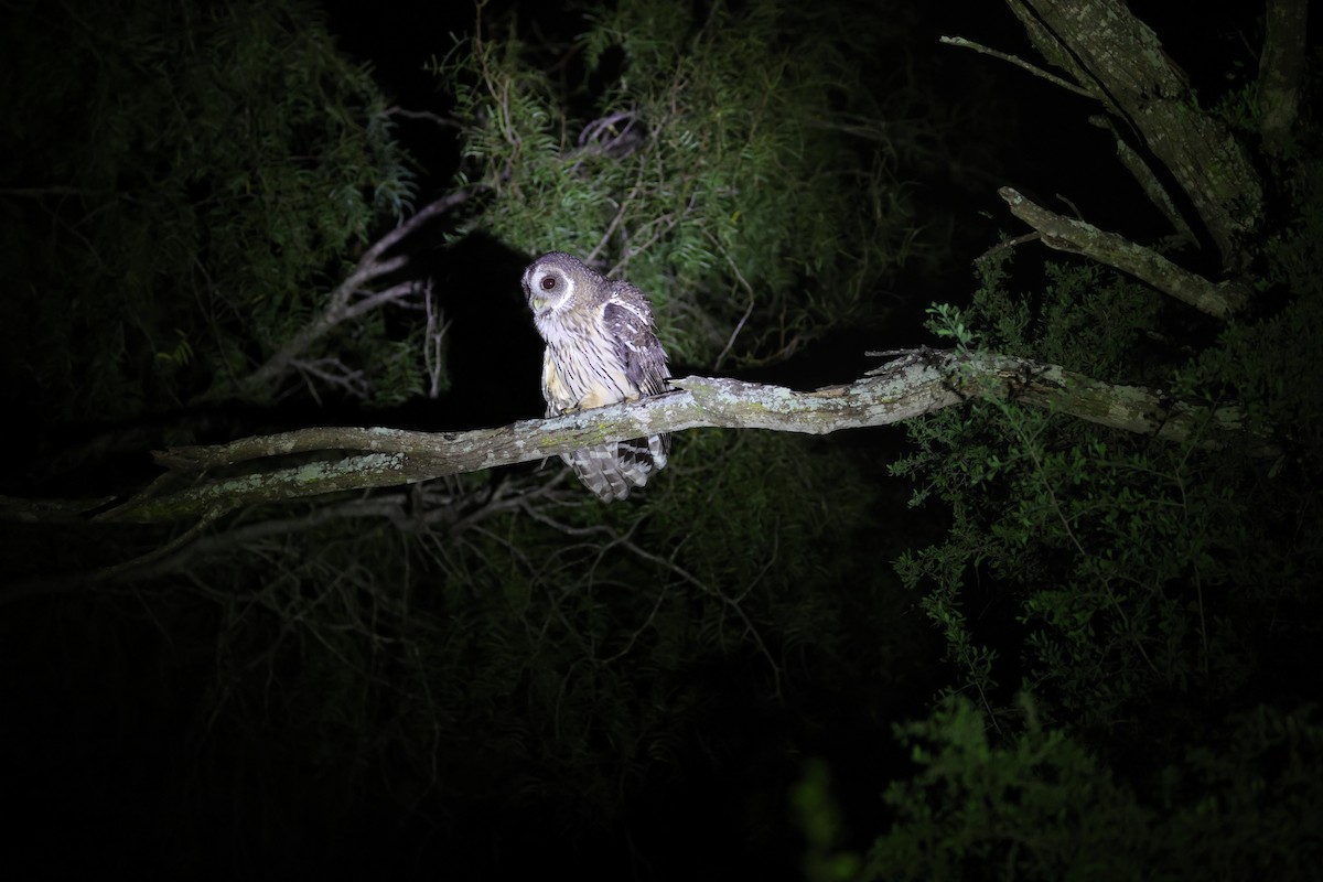 Mottled Owl - ML642519060