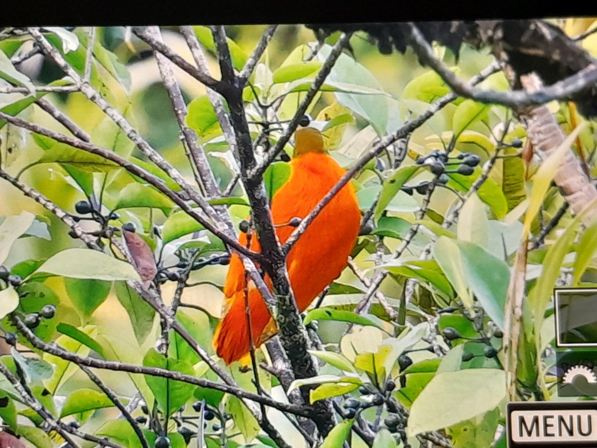 Orange Dove - ML642519061