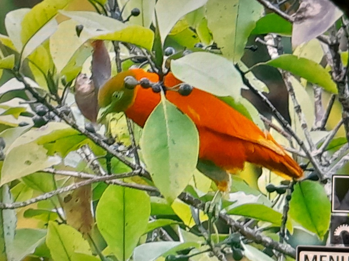 Orange Dove - ML642519065