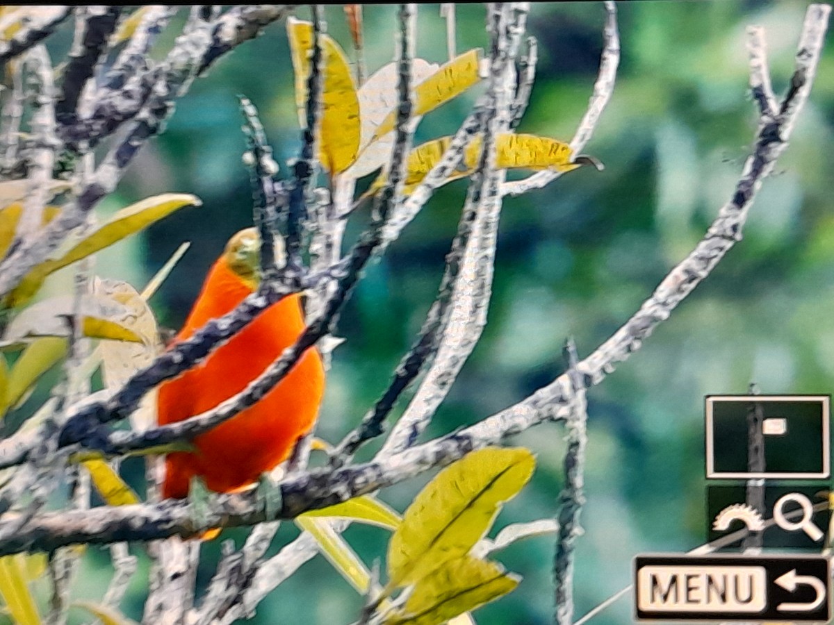 Orange Dove - ML642519067