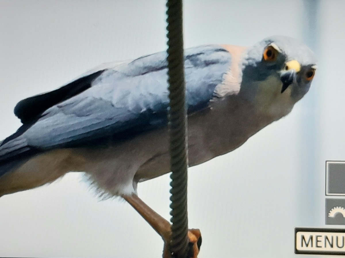 Fiji Goshawk - ML642519083