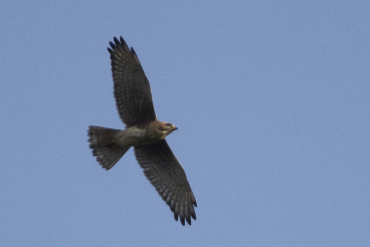 White-eyed Buzzard - ML642519087