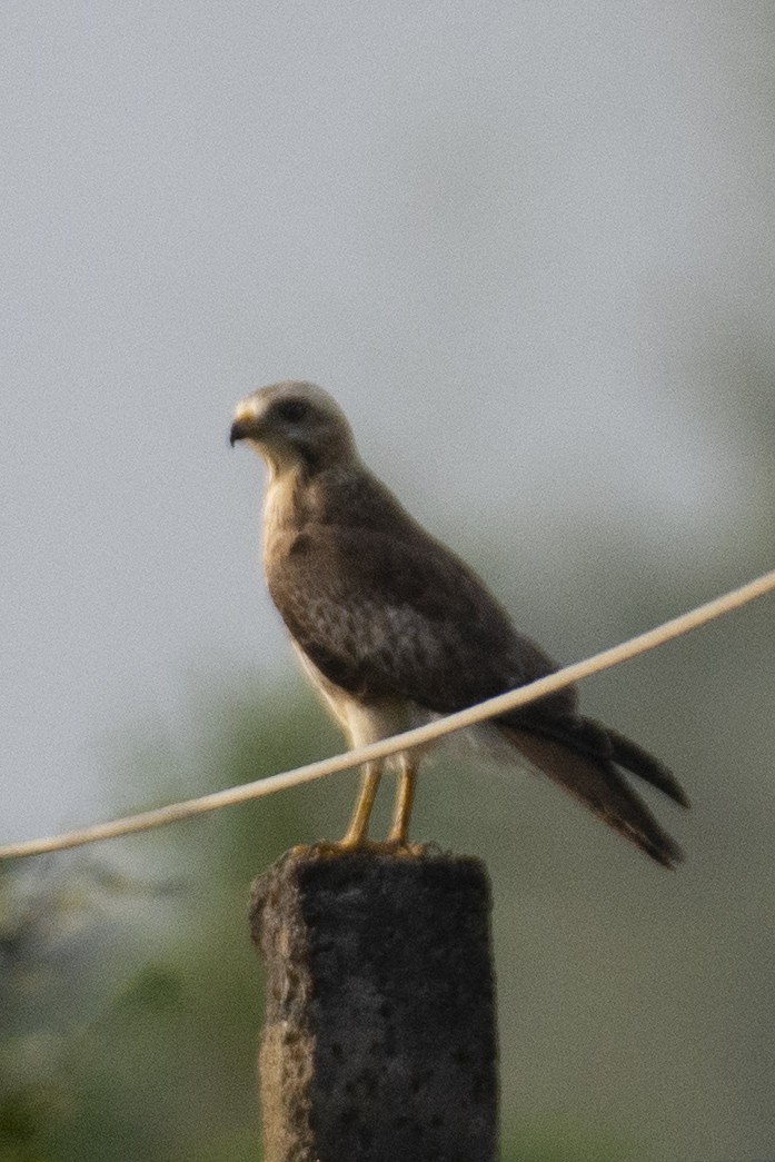 White-eyed Buzzard - ML642519088