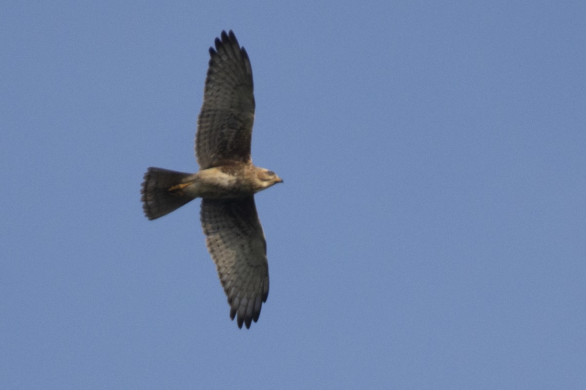 White-eyed Buzzard - ML642519089