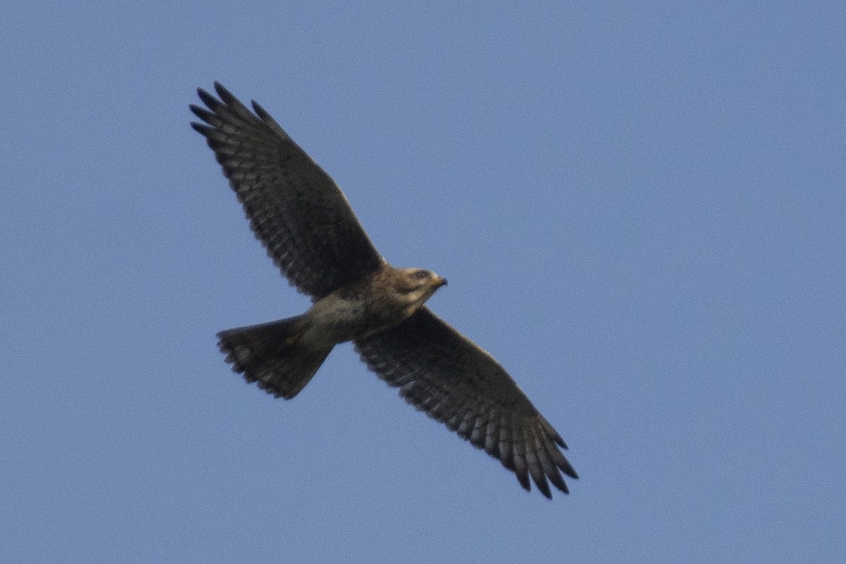 White-eyed Buzzard - ML642519090