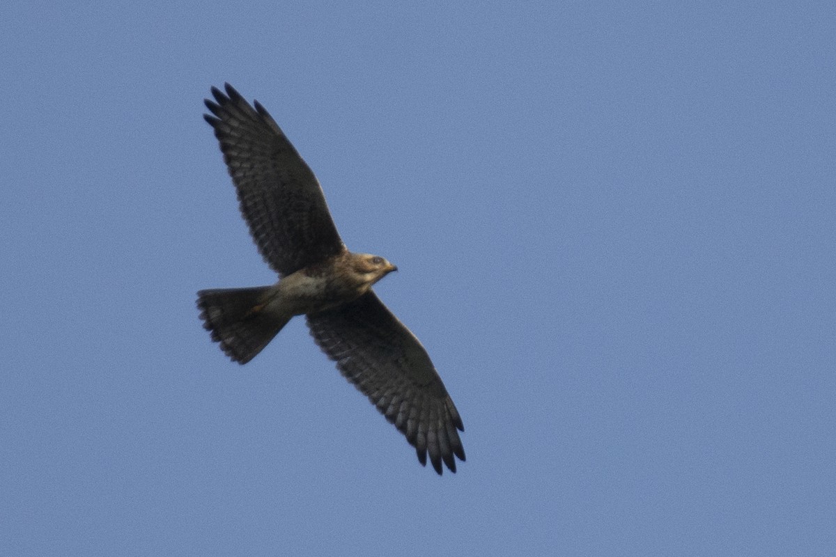 White-eyed Buzzard - ML642519091