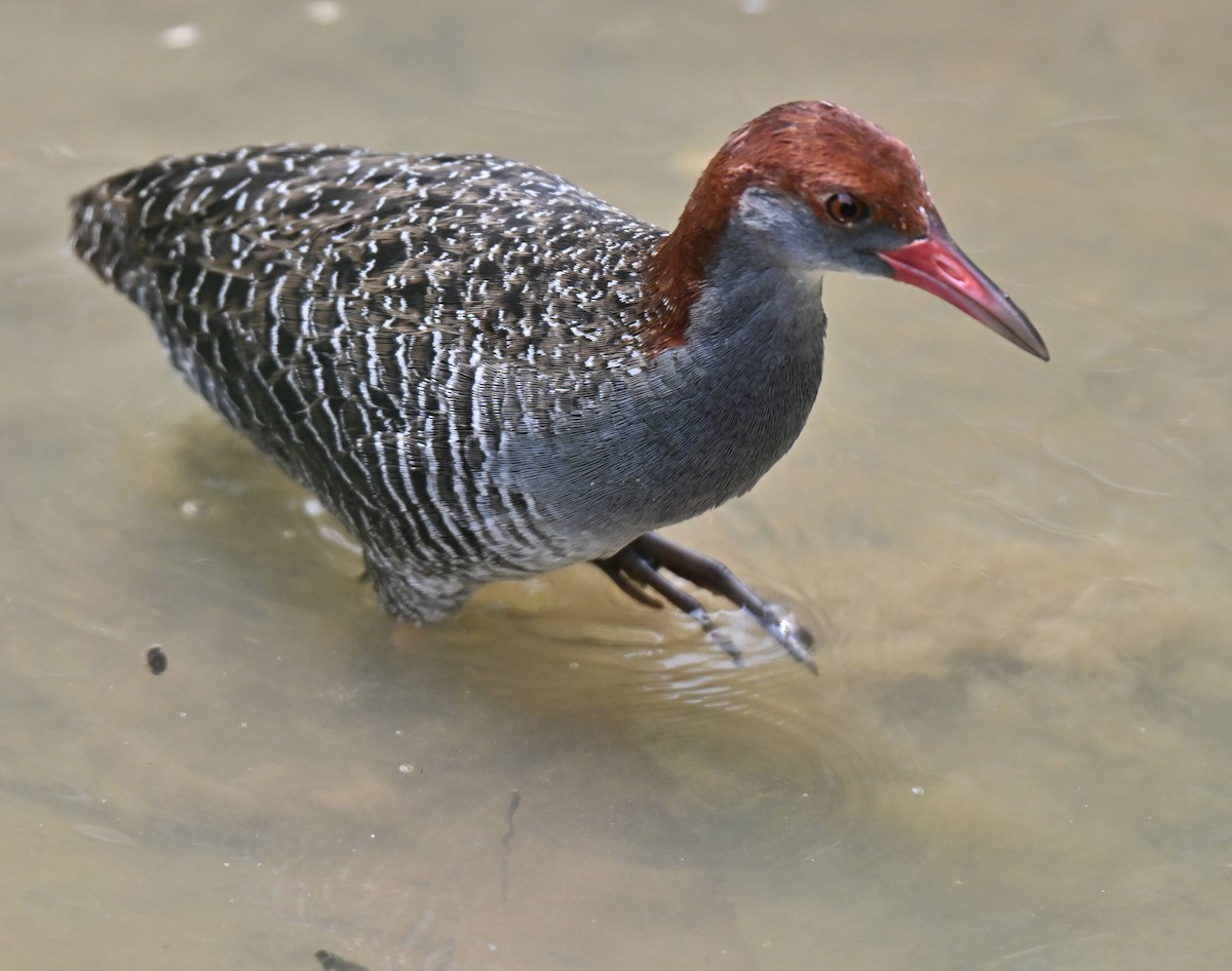 Râle strié - ML642519158