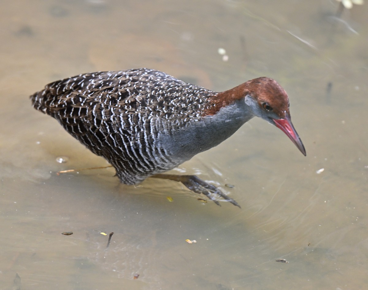 Râle strié - ML642519159