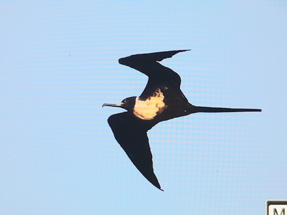 Fragata txikia - ML642519162