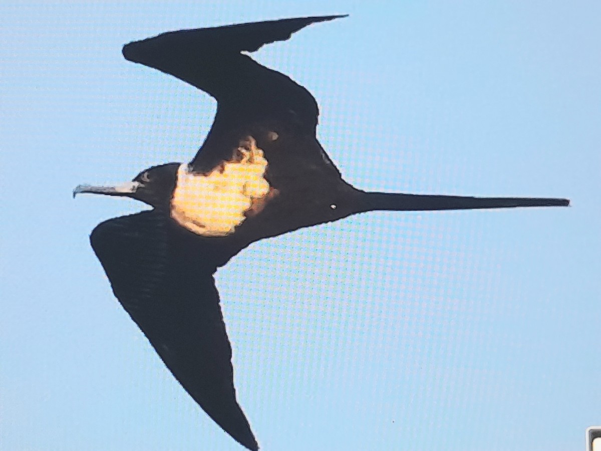 Fragata txikia - ML642519169