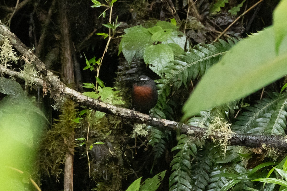 Maroon-belted Chat-Tyrant - ML642519183