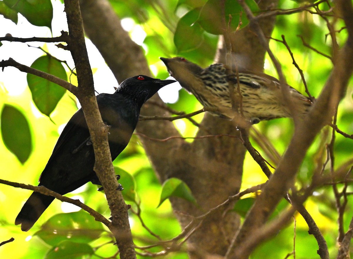 Asian Glossy Starling - ML642519216