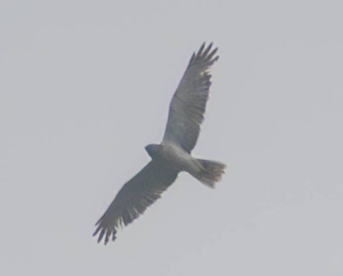チュウヒ - ML642519241