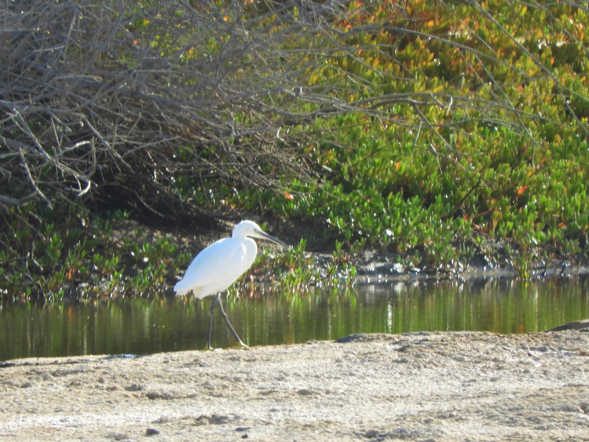 Little Egret - ML642519274