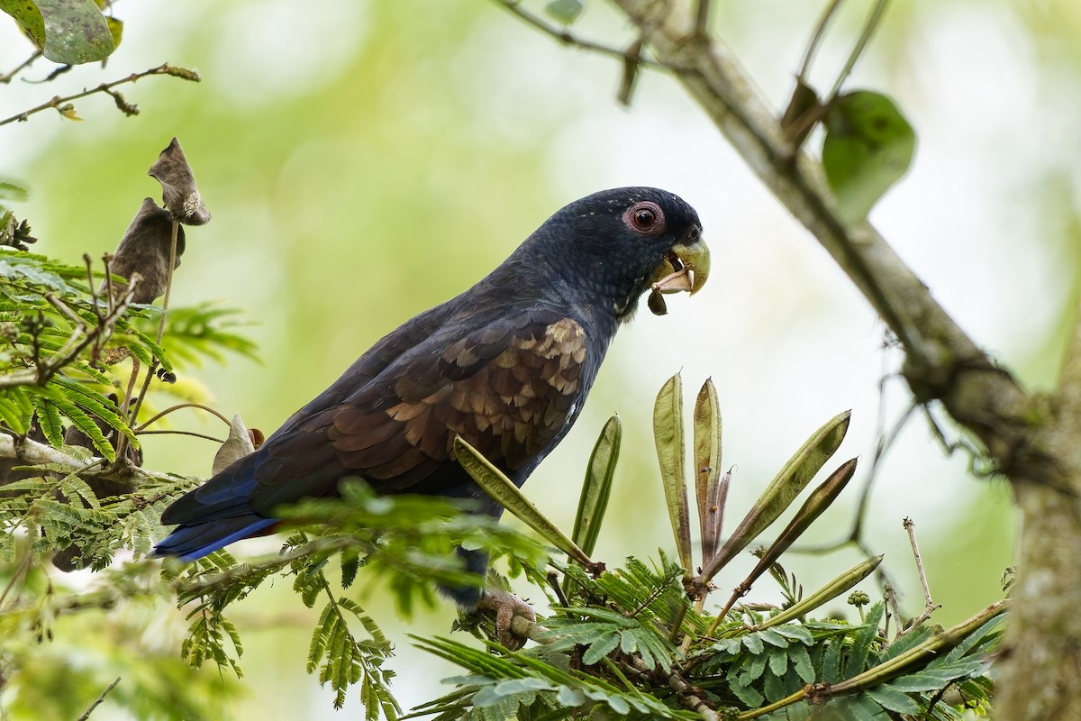 Bronze-winged Parrot - ML642519284