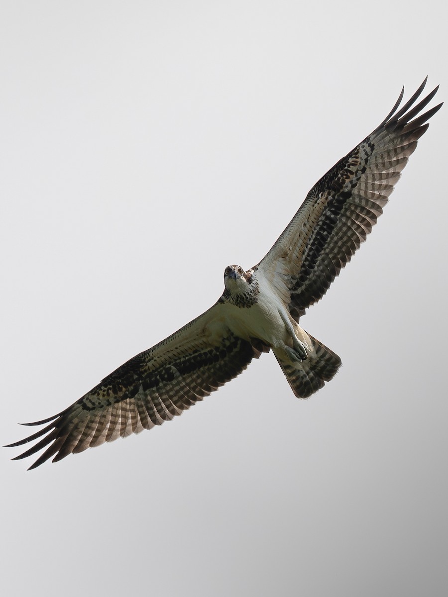 Falco pescatore - ML642519288