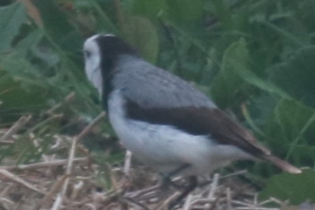 White-fronted Chat - ML642519289