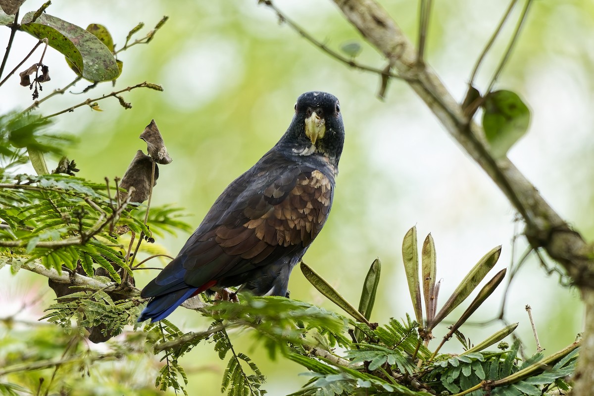 Bronze-winged Parrot - ML642519290