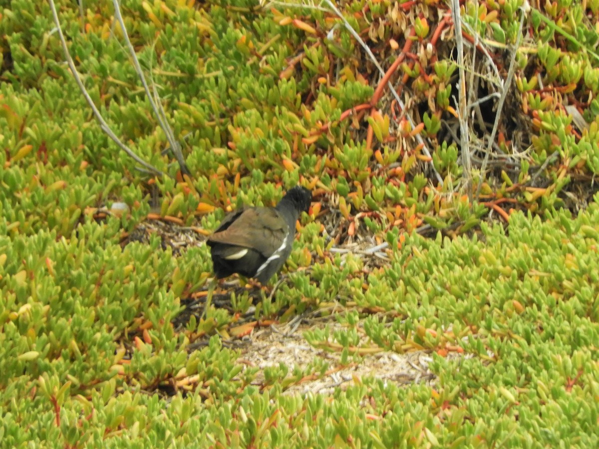 Eurasian Moorhen - ML642519302