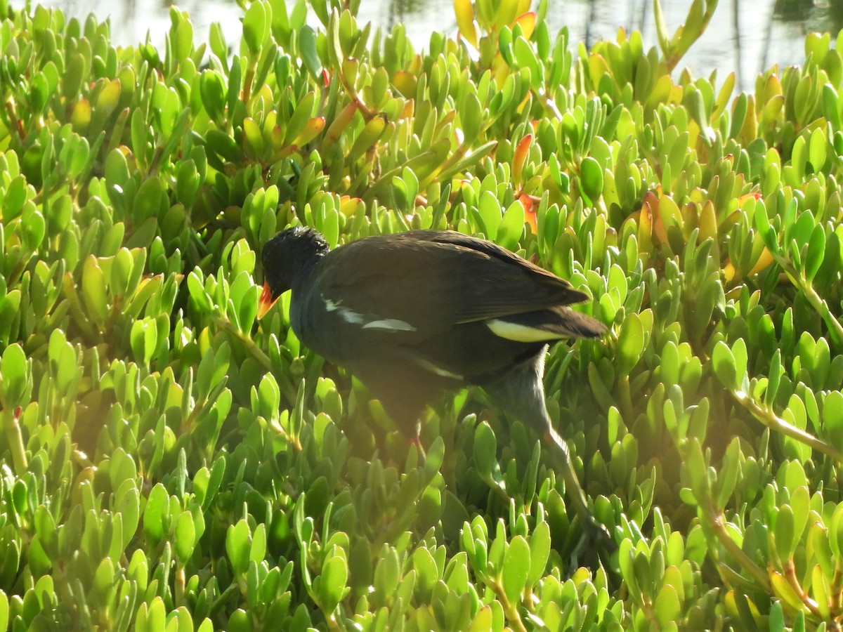 Eurasian Moorhen - ML642519303