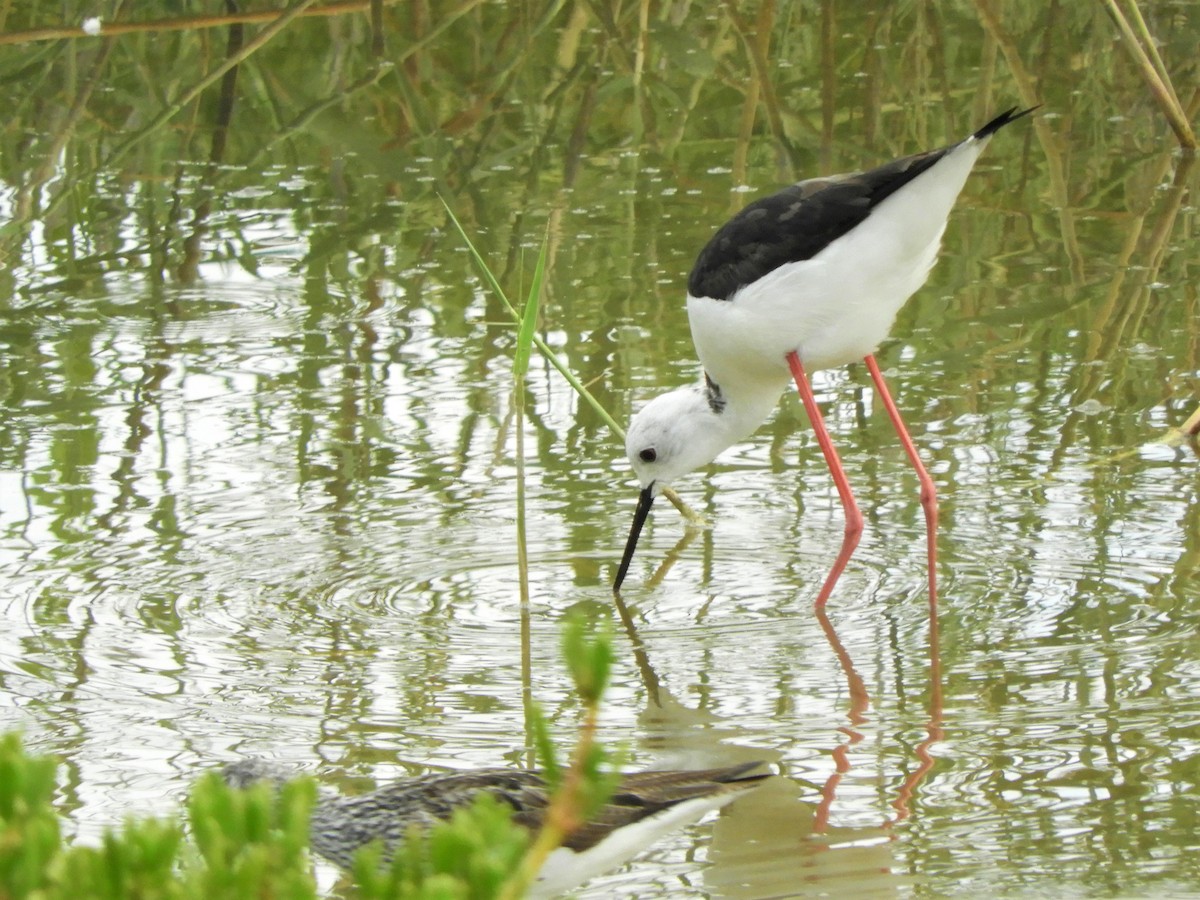 Black-winged Stilt - ML642519306