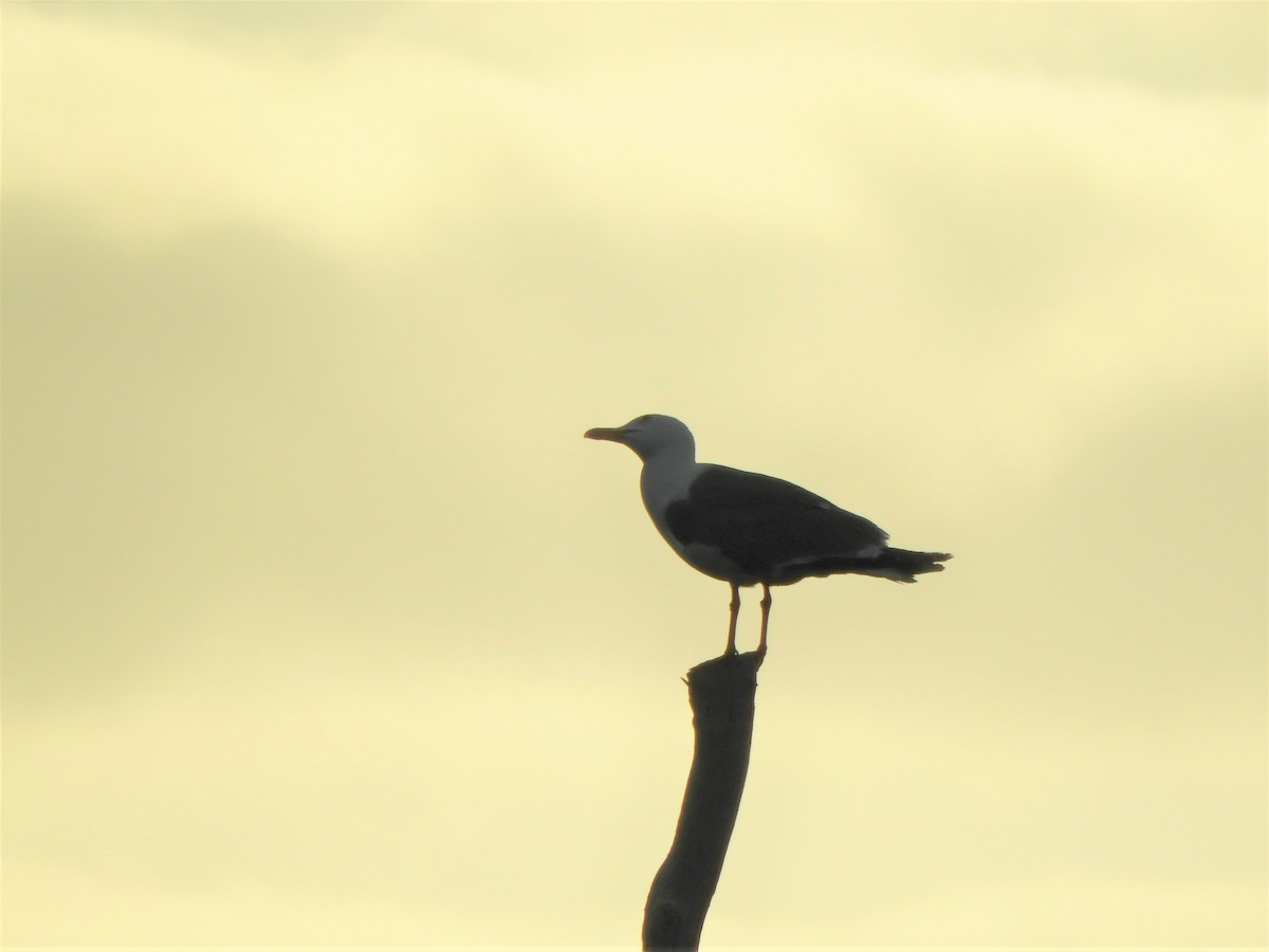 Yellow-legged Gull (atlantis) - ML642519314
