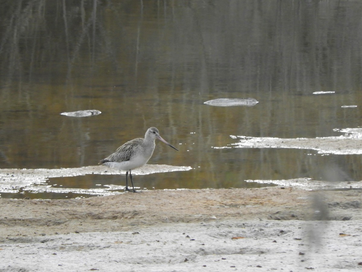 Bar-tailed Godwit - ML642519316