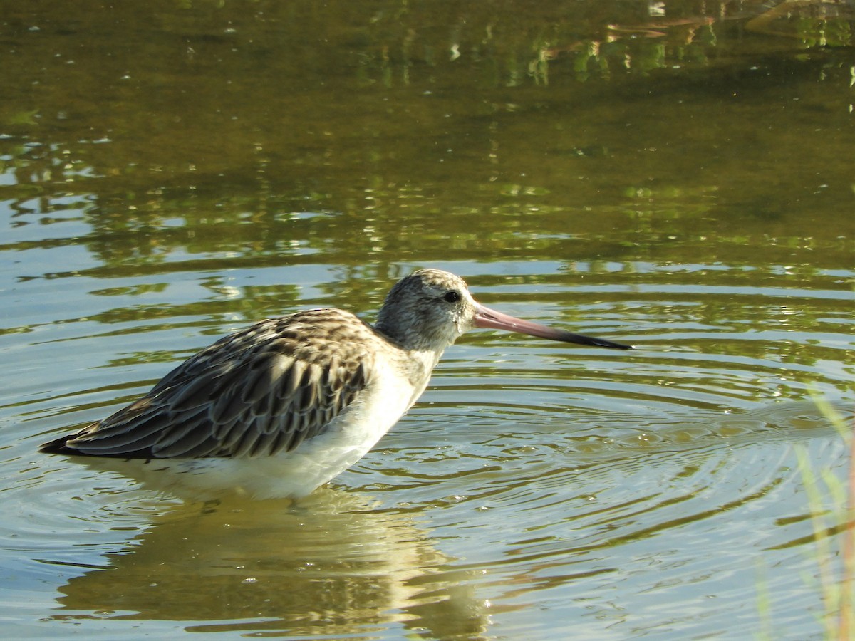 Bar-tailed Godwit - ML642519318