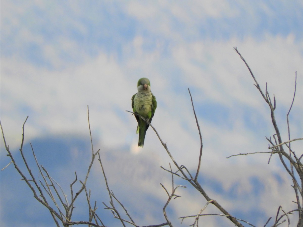 Monk Parakeet - ML642519322