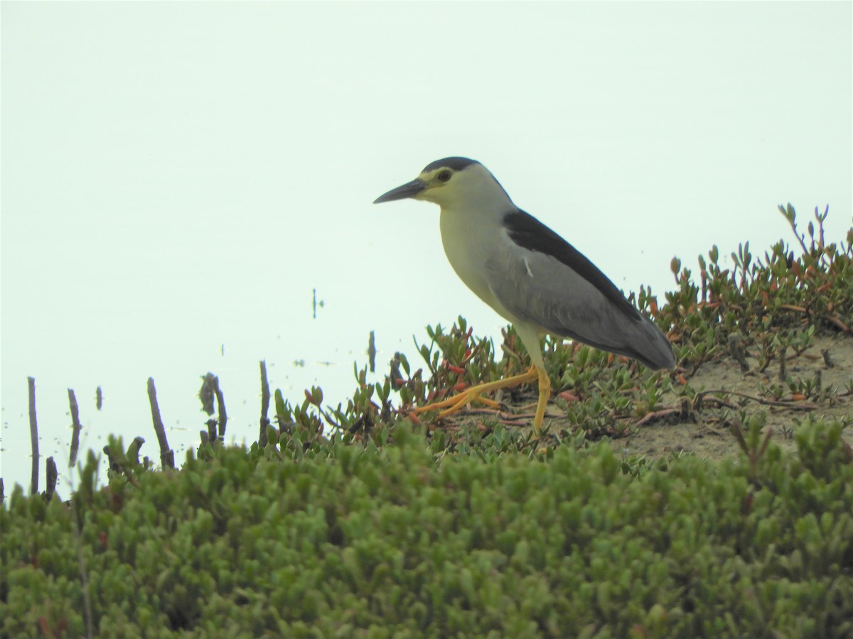 Black-crowned Night Heron - ML642519326