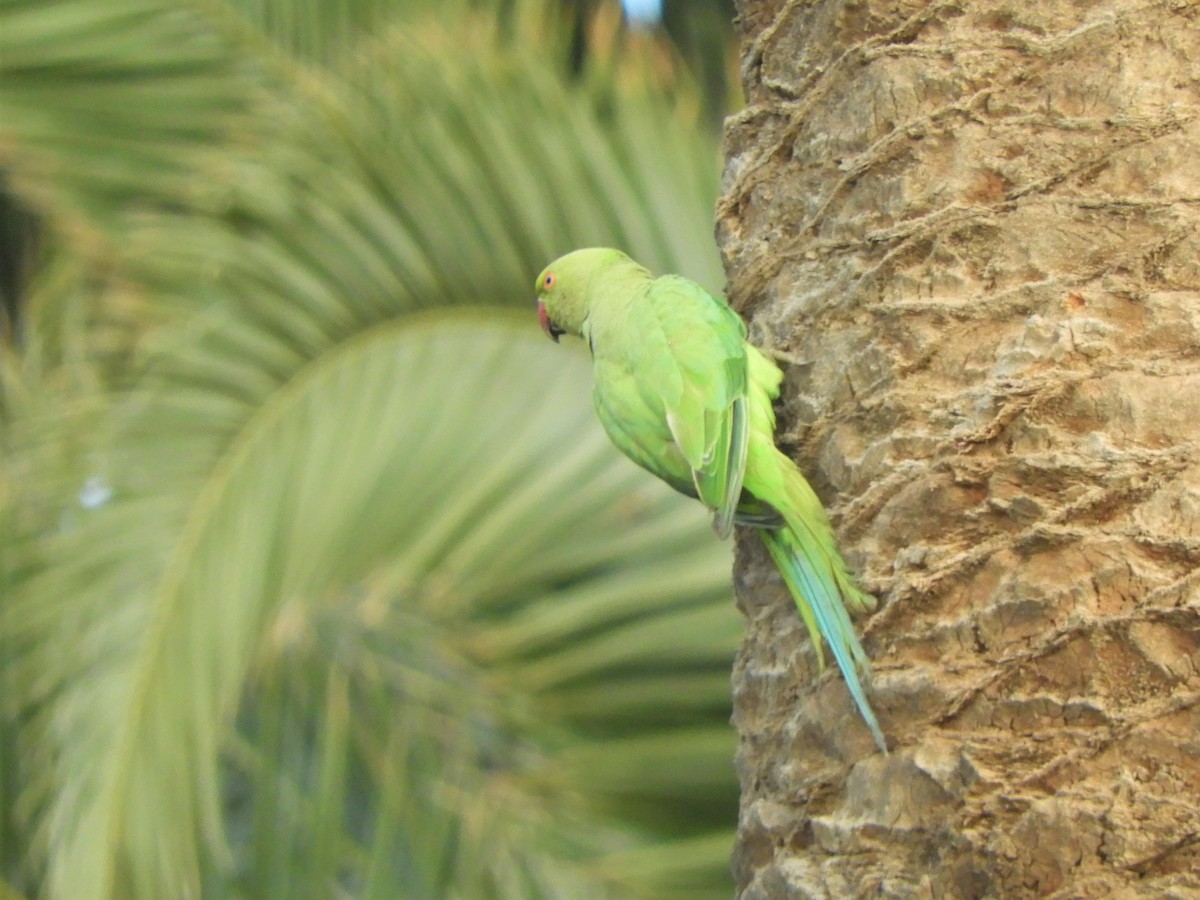 Rose-ringed Parakeet - ML642519344
