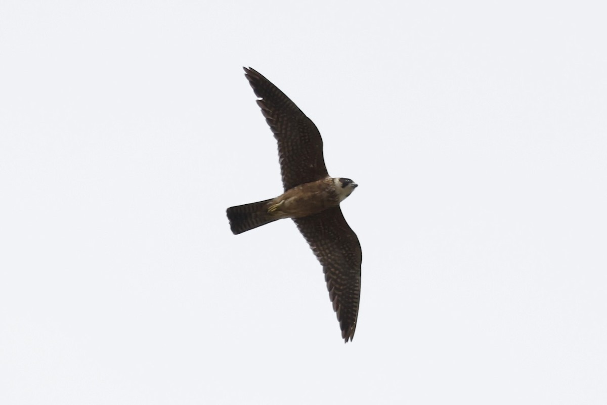 Australian Hobby - ML642519348