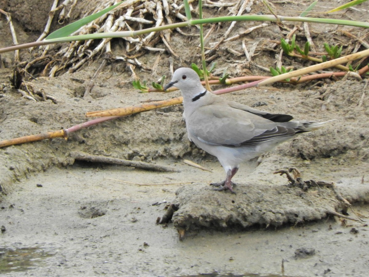 African Collared-Dove - ML642519349