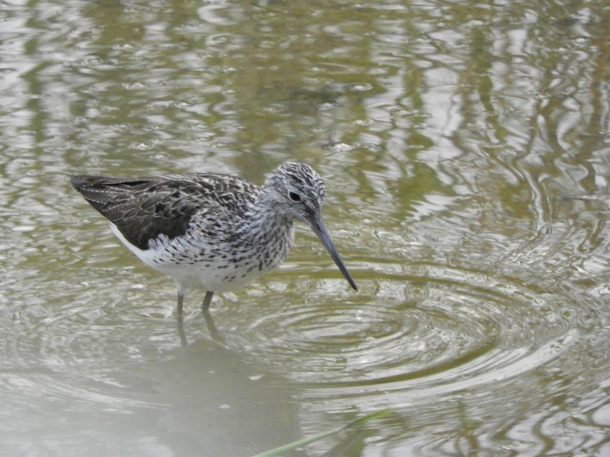 Common Greenshank - ML642519360