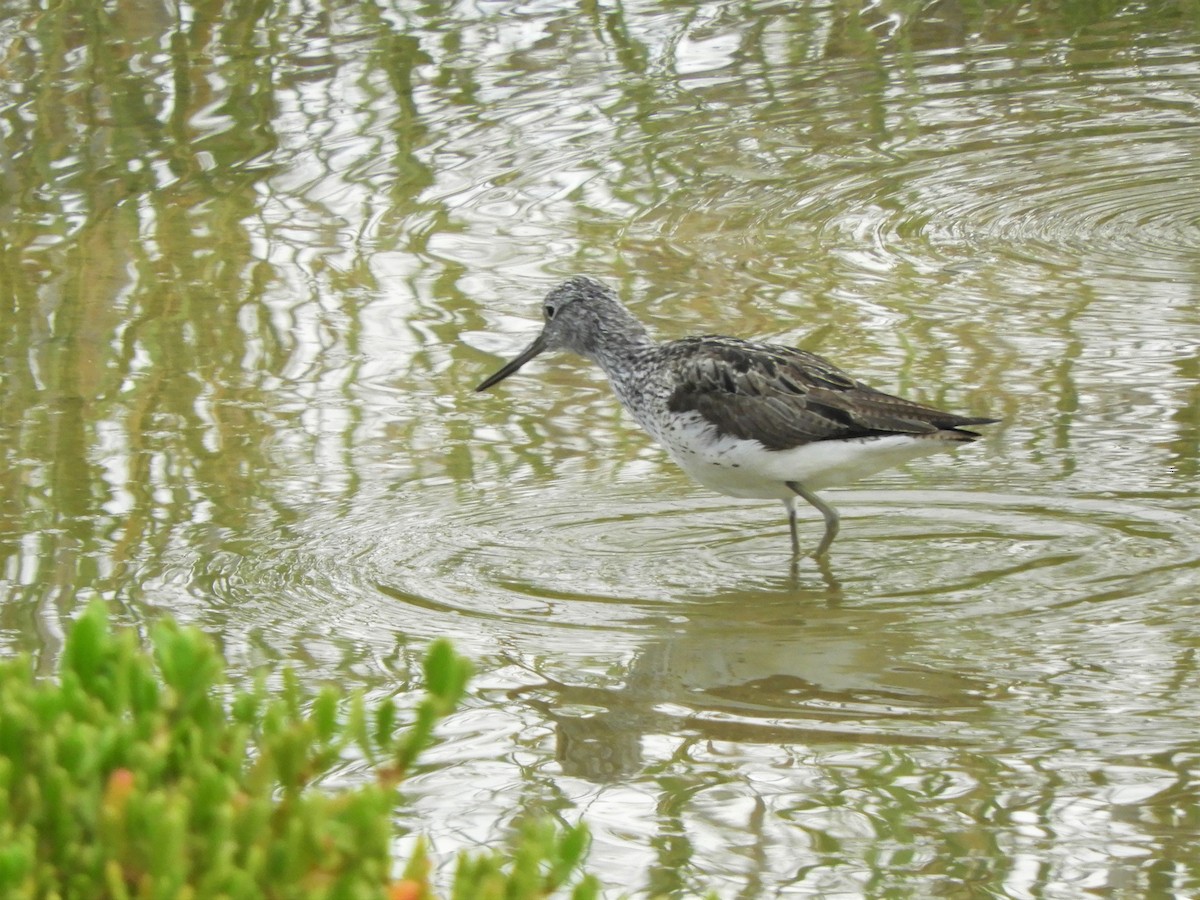 Common Greenshank - ML642519361