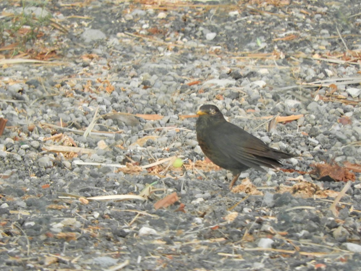 Eurasian Blackbird - ML642519363