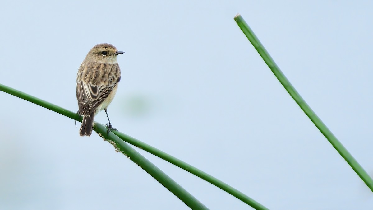 Сибирийн шулганаа - ML642519370