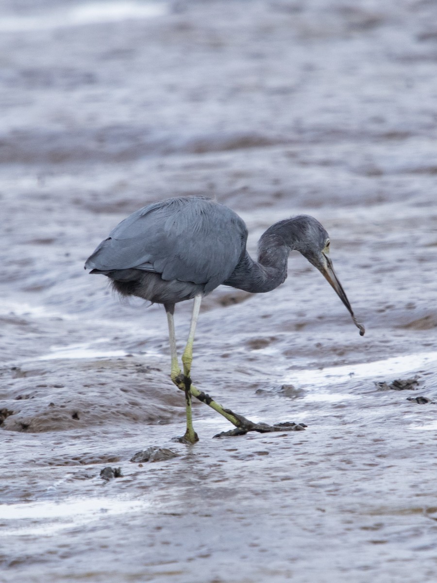 Little Blue Heron - ML642519376