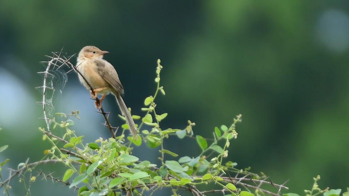 Common Babbler - ML642519396