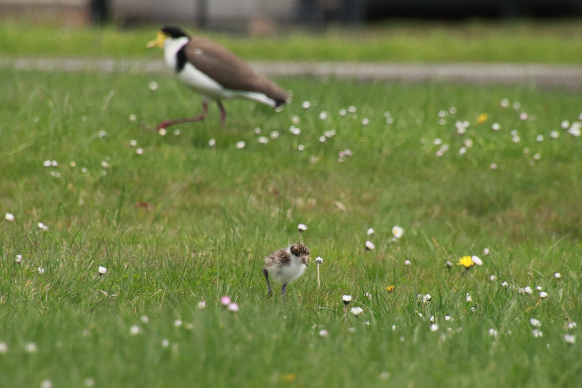 Masked Lapwing - ML642519415