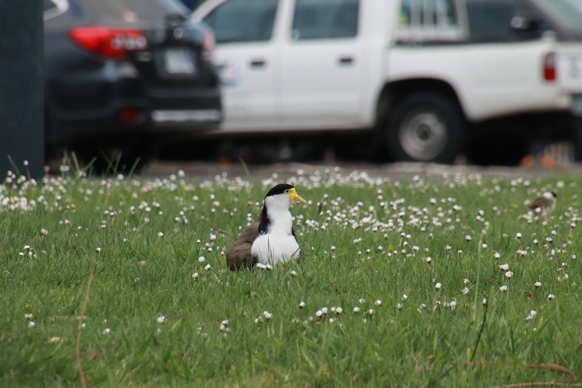 Masked Lapwing - ML642519423