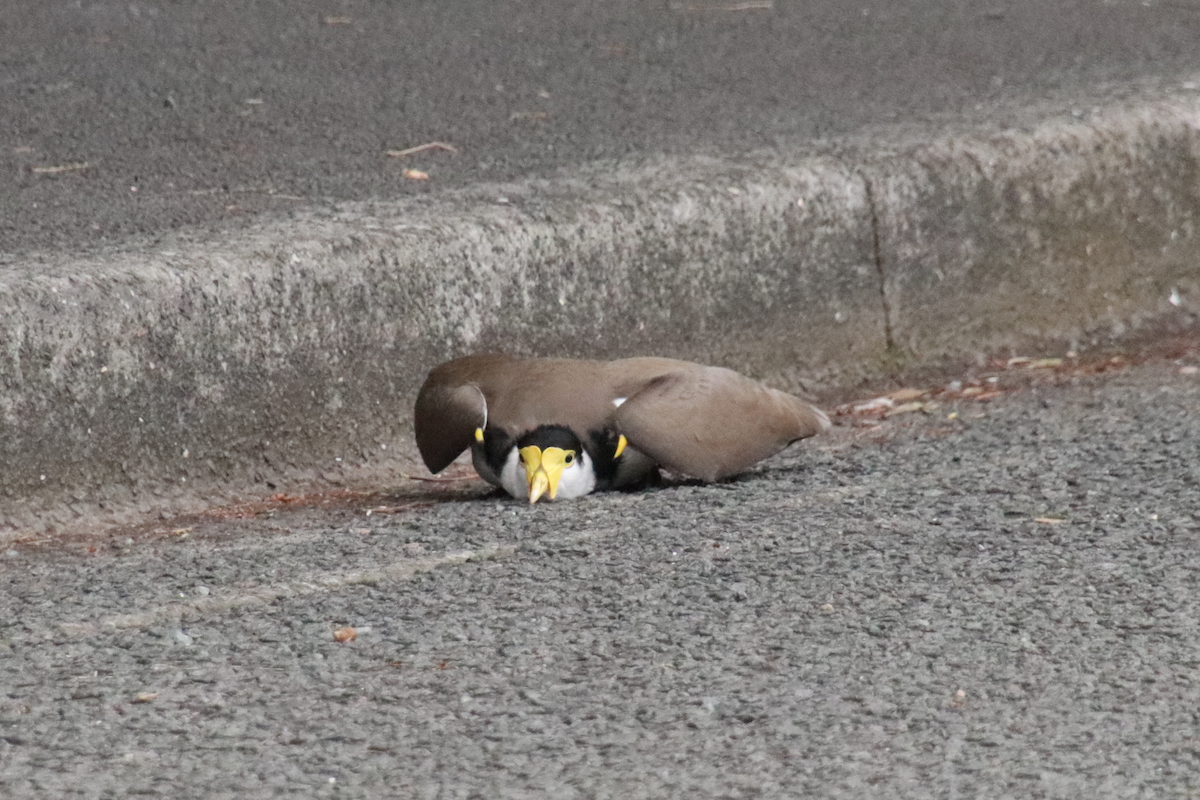 Masked Lapwing - ML642519424