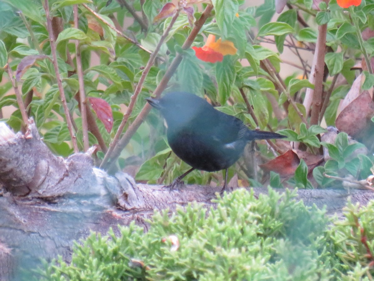 Black Flowerpiercer - ML642519499