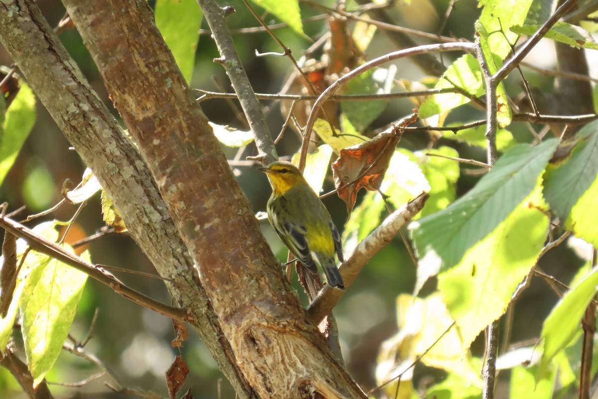 Cape May Warbler - ML642519527