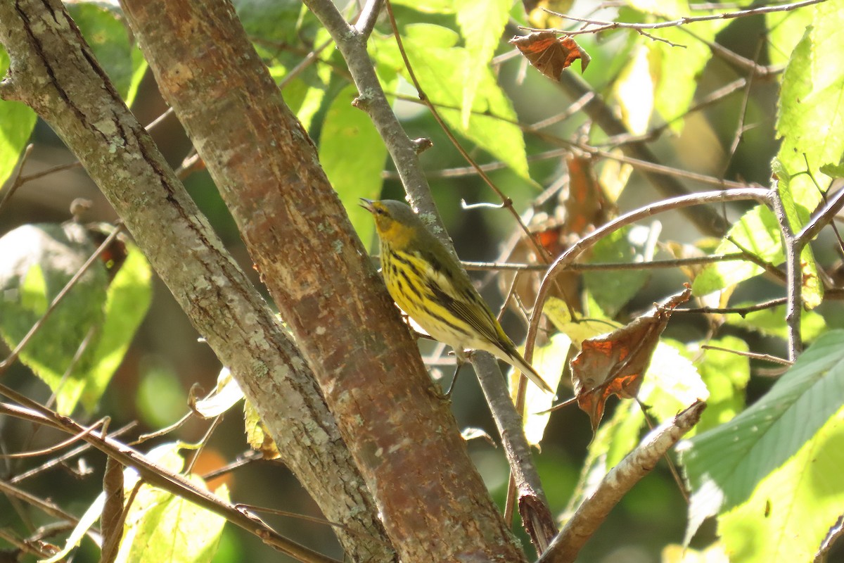 Cape May Warbler - ML642519529