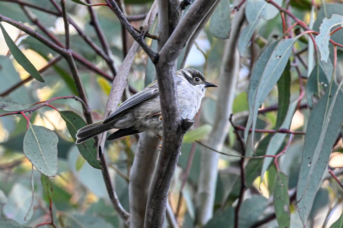 Brown-headed Honeyeater - ML642519531