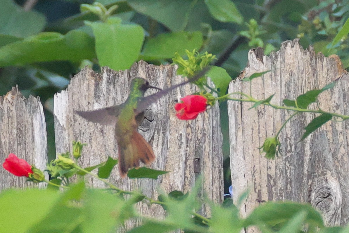 Buff-bellied Hummingbird - ML642519604