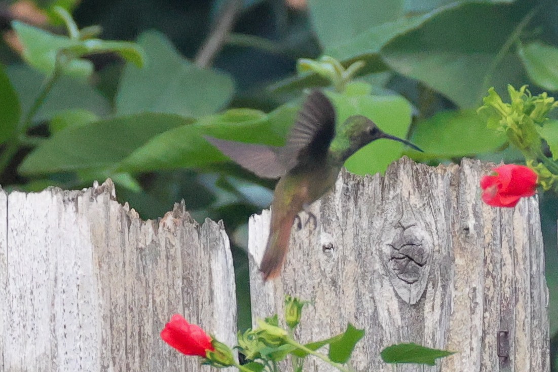 Buff-bellied Hummingbird - ML642519605