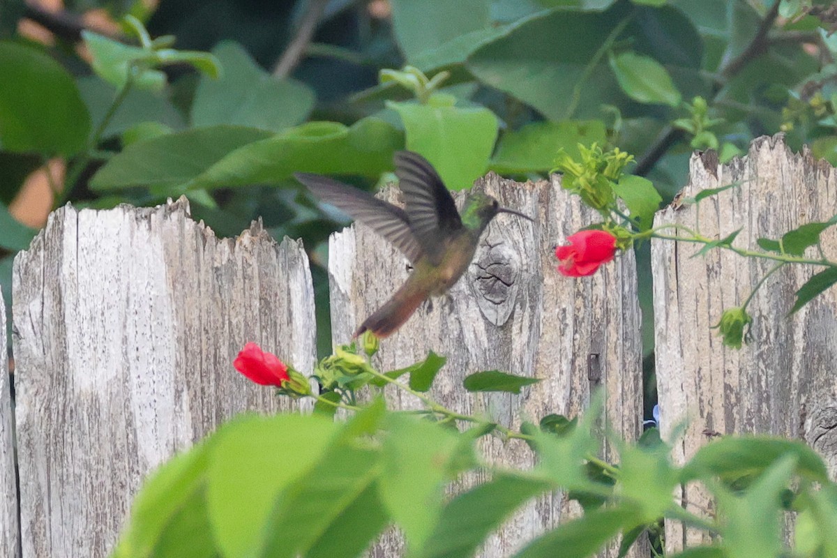 Buff-bellied Hummingbird - ML642519606